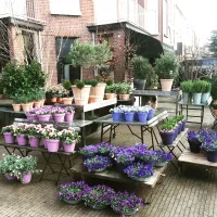 De Blomster