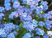 Myosotis Bloemen