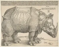 1515 Rhinocerus