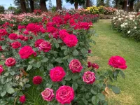 Rose Garden