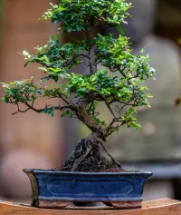 Bonsai center