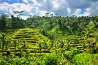 Bali Buda Ubud