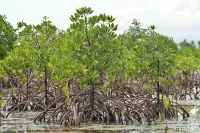 Mangrove's View Adventure & Seafoods Restaurant