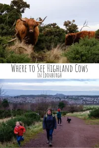 The Highland Cow