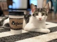 Catfeine Cat Cafe