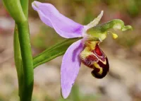 Bee Orchid Pomona