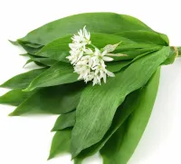 Wild Garlic