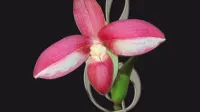 Orchideen Lohoff