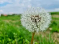 Pusteblume am Stadtplatz