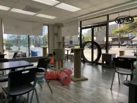 Hawai'i Cat Cafe