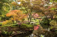 Tokyo garden