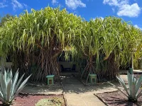 The Happy Coconut