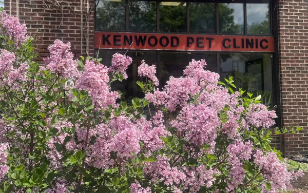 Kenwood Pet Clinic