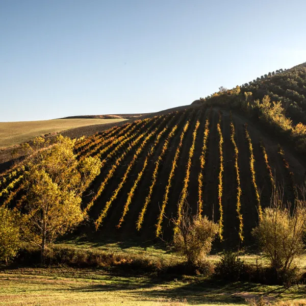 Azienda Agricola Trevi