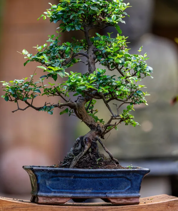 Bonsai center