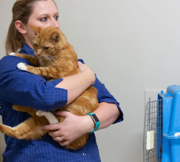 Gayndah Veterinary Surgery