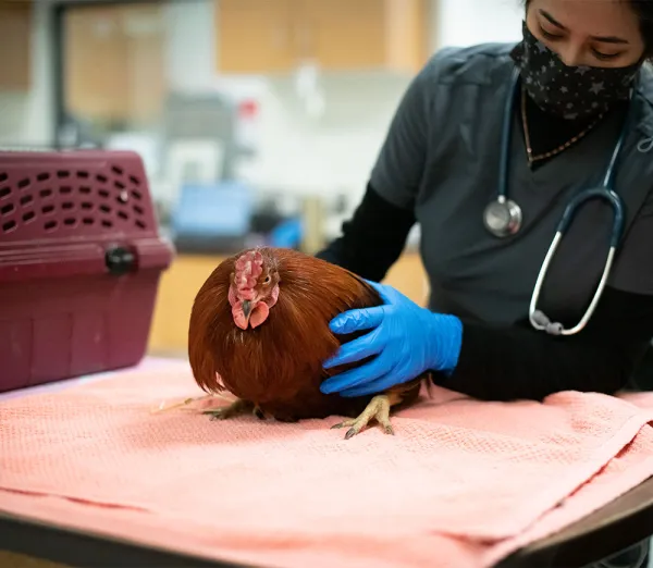 Longmont Small Animal Hospital