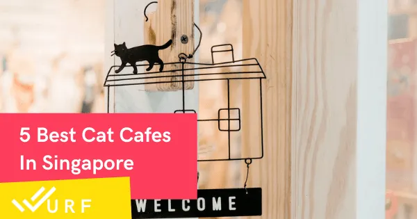 Gem Cat Cafe