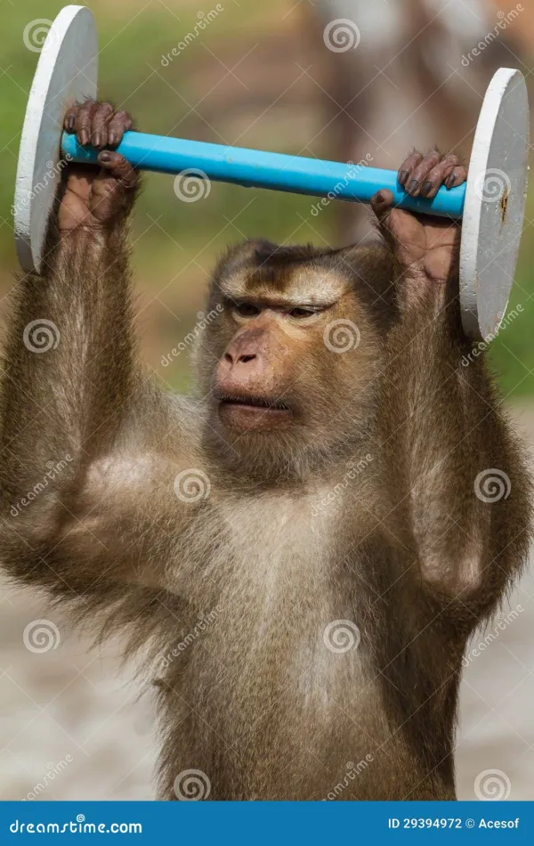 Monkey Sport