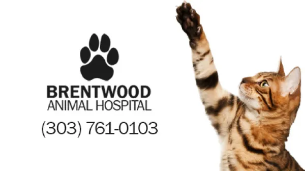 Brentwood Animal Hospital