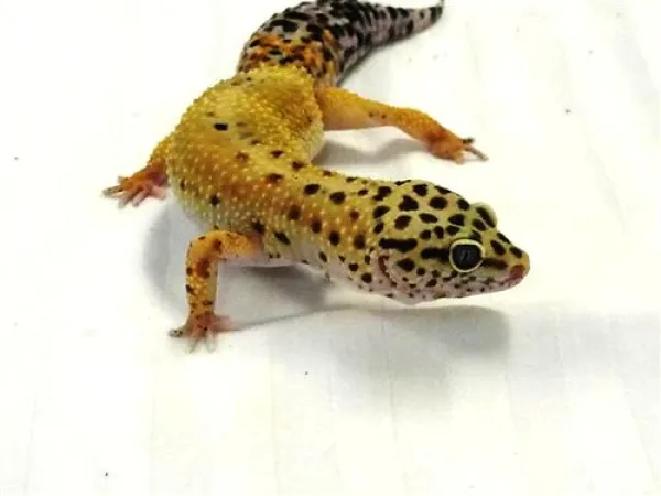 Gecko Gecko