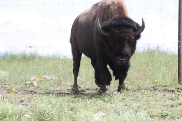 Black Forest Bison