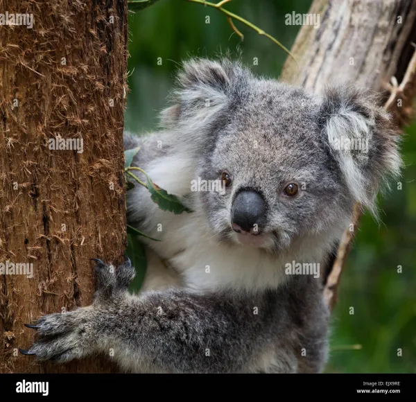 Koala Living