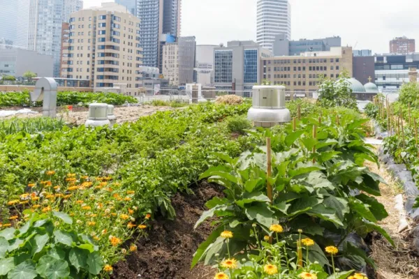 Urban Garden