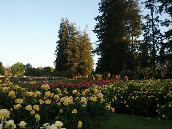 Rose Garden Smiles