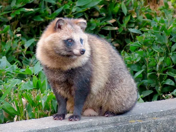 Tanuki Koffee