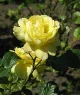 The Rose Tea and Flowers