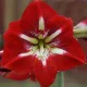 Amaryllis West End