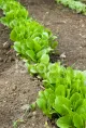 Lettuce Garden