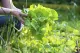 Lettuce Garden