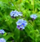 Myosotis Bloemen