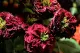 Myosotis Bloemen