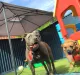 Pet Wellness Centre Burleigh Heads