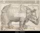 1515 Rhinocerus