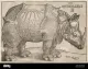 1515 Rhinocerus