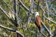 Kununurra Wildlife Gardens