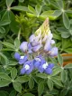 Bluebonnet