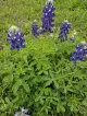 Bluebonnet