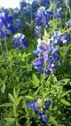 Bluebonnet