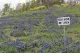 Bluebonnet