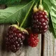 Boysenberry
