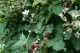 Boysenberry