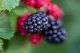Boysenberry