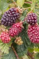 Boysenberry