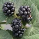 Boysenberry