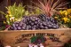 Boysenberry